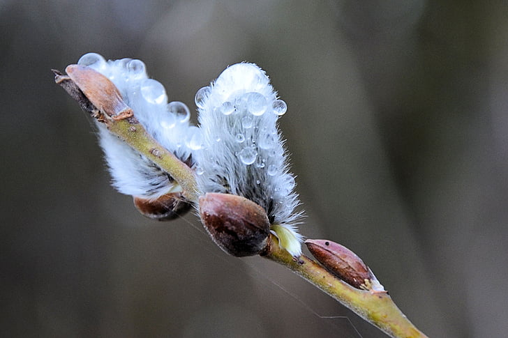 willow catkins, dewdrop, spring, pasture, nature, drip, drop of water
