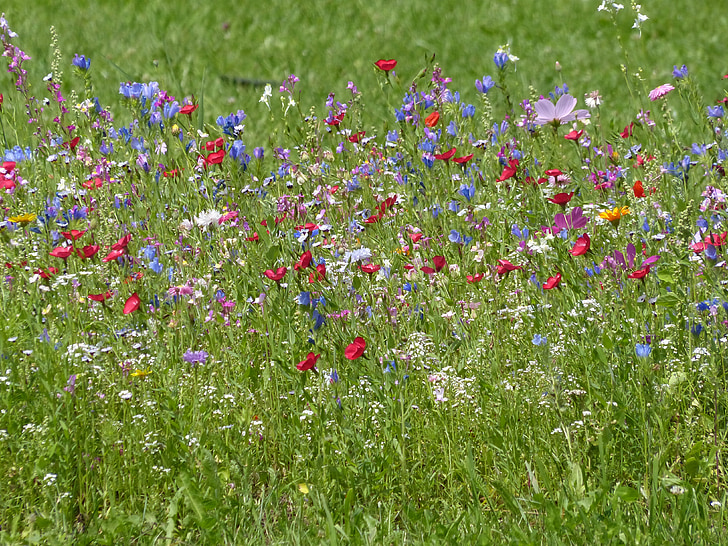 cvet travnik, wildflowers, narave, divje rože, poletni travniki