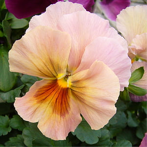 Pansy, floración, flor, Close-up, macro, rosa pálido, flores