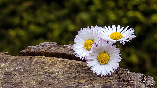 Daisy, bunga, putih, Tutup, tanaman, alam, rumput