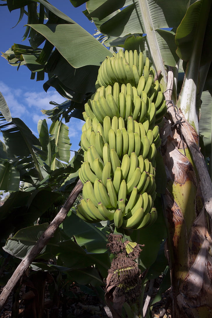 bananas, Musa, Gênero, Musaceae, infrutescência, plantação de, banana de sobremesa