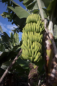 바나나, 무사, 속, musaceae, infructescence, 농장, 디저트 바나나