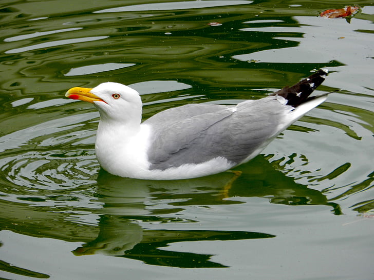 seagull, bird, ave, pond, seagulls, birds