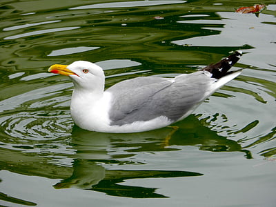 Seagull, pájaro, Ave, estanque, gaviotas, aves