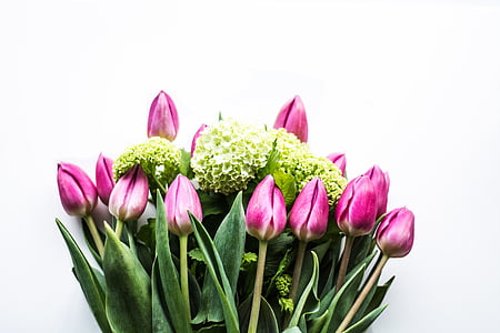 Rosa, Grün, Tulpe, Hortensie, Blumen, Natur, Blume