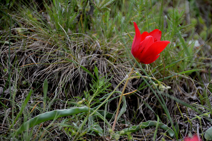 Turkiet, Gümüşhane, Süleymaniye, våren, Anemon manisa, röd, blomma