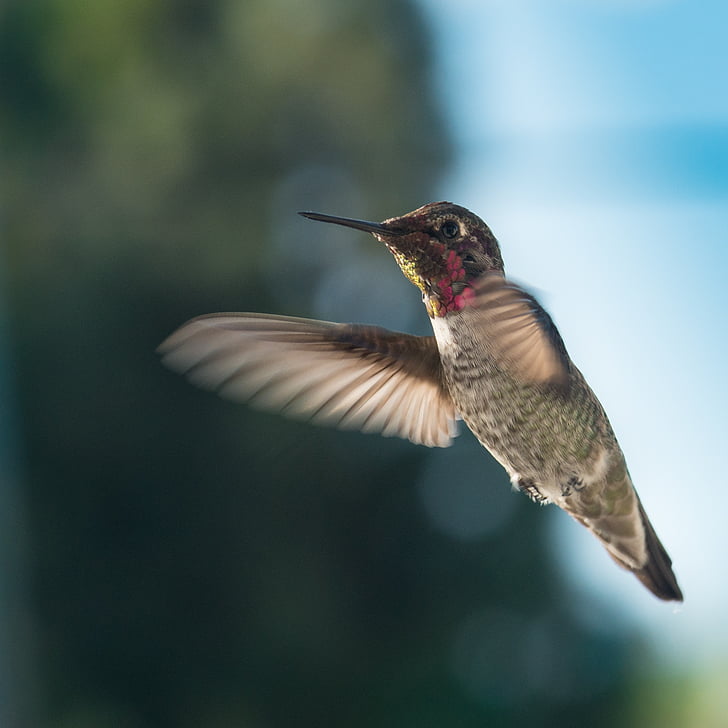hummingbird, wildlife, nature, flight, one animal, flying, bird