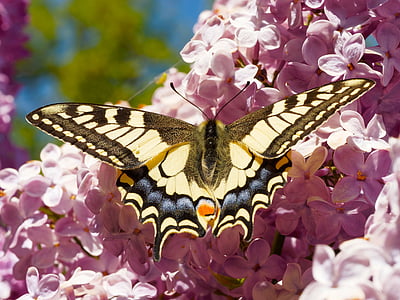 Swallowtail, Giant swallowtail, fjärilar, makro, naturen, insekter, fjäril