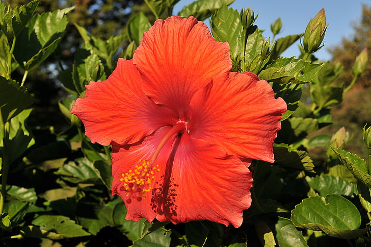 flower, hibiscus, tropical, floral, nature, plant, summer