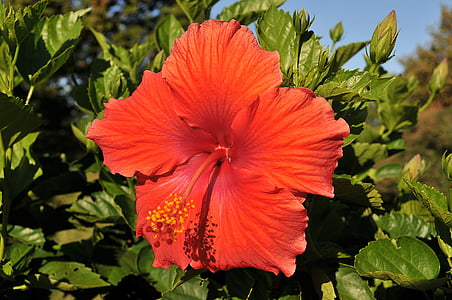 flower, hibiscus, tropical, floral, nature, plant, summer