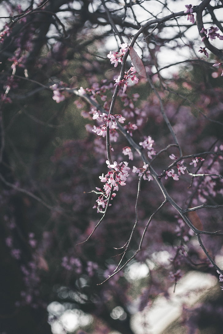 pink, flowers, tree, branch, dark, spring