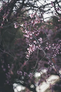 merah muda, bunga, pohon, cabang, gelap, musim semi