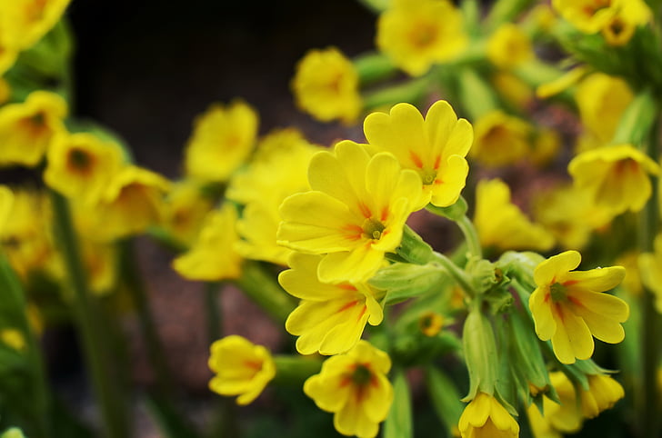 Cowslip, Primavera, amarelo, flor, primrose de primavera, flor pontiaguda, Veris