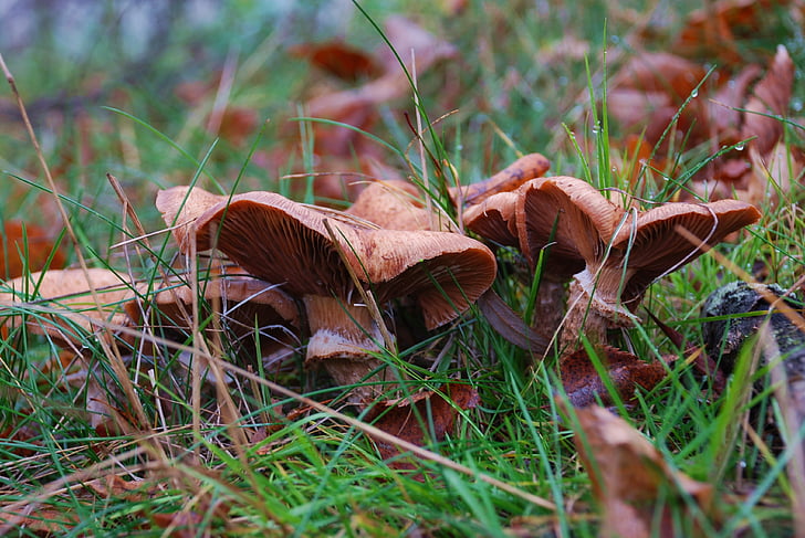 mushrooms, autumn, nature, forest