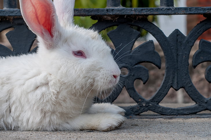 rabbit, white, resting, mammal, pet, domestic, contented