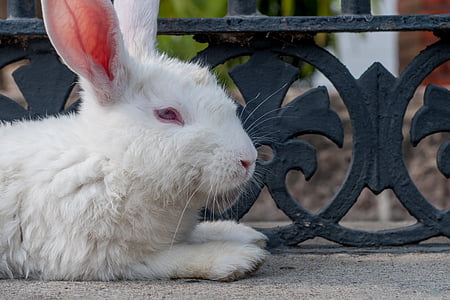 กระต่าย, สีขาว, พักผ่อน, เลี้ยงลูกด้วยนม, สัตว์เลี้ยง, ภายในประเทศ, พึงพอใจ