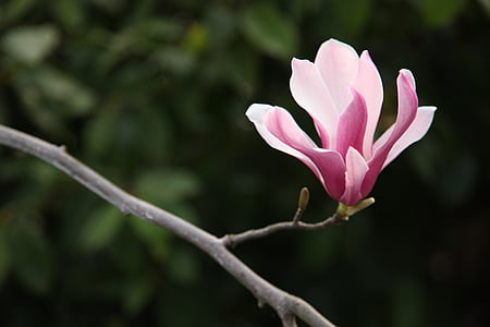 Magnolia, kwiat magnolii, kwiaty, kwiat, morze kwiaty, wiosna, zielony