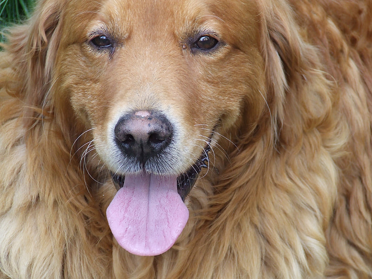 face, dog, the golden retriever, language, stick out, view, hairy