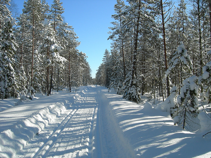 Ski, erdő, pálya, téli, hó, sípályák