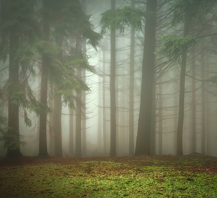 bosque, árboles, verde, la niebla, naturaleza, otoño, país