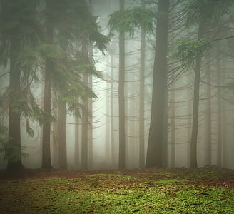 Forest, arbres, vert, le brouillard, nature, automne, pays