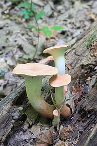 commestibili, eryngii, foresta, fungo, Pleurotus, tromba, funghi