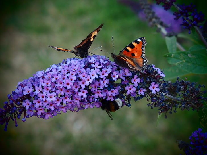 Motyl, Butterfly bush, Butterfly bush david, kwiat, Natura, owady latające, Motyl admirał