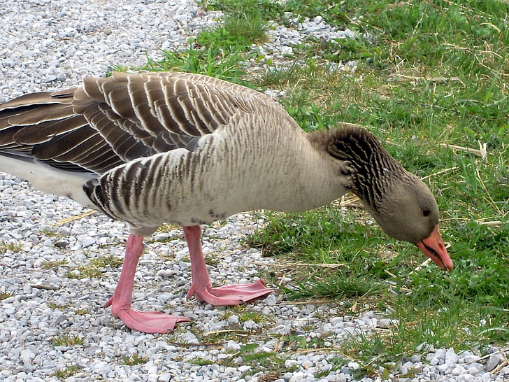 greylag goose, grass, eat, trustful