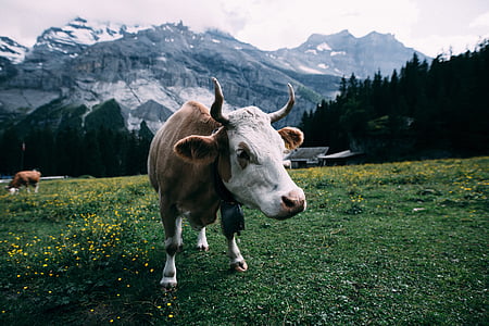 brown, white, cattle, green, grass, field, daytime