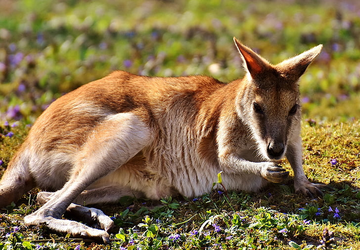 kenguru, vadon élő állatok, állat, a körülöttünk lévő világ, rét, Tiergarten, tierpark hellabrunn