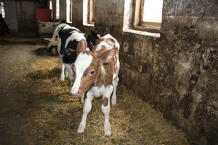 calf, calves, old barn