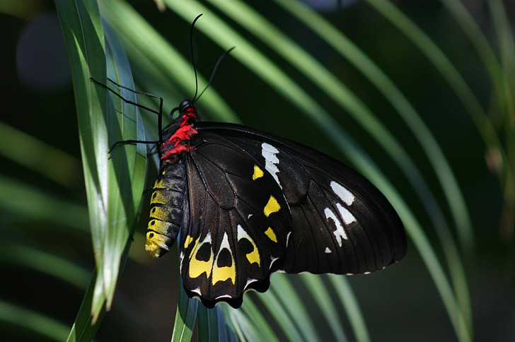 butterfly, cairns birdwing, ornithoptera euphorion, palm, insect, wings, colorful