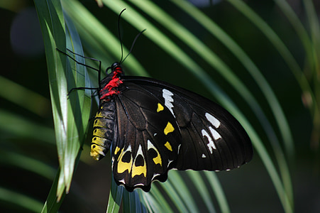 пеперуда, Кернс Птицекрили, ornithoptera euphorion, Palm, насекоми, Криле, цветни