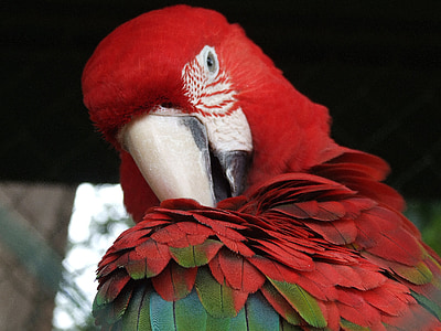parrot, bird, plumage, ara, color, animal, head