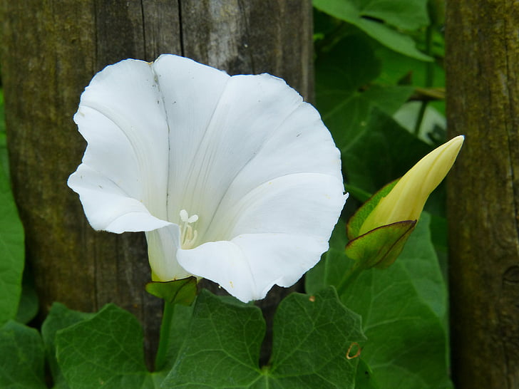 enredadera de, vientos, trichterförmig, Blanco, flor de embudo, cerca de, listón de la valla