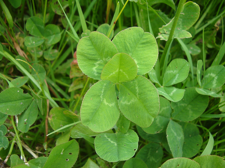 lucky clover, klee, leaf, five, five-leaved, green, grass