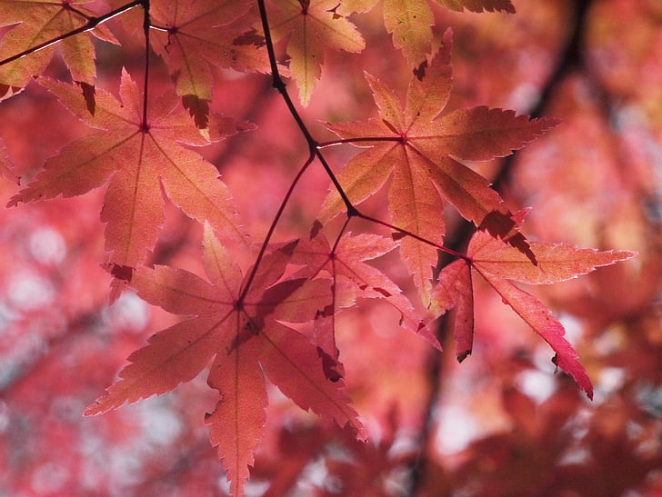 autumnal lá, mùa thu, aomoriya, sao resort, Maple, Aomori, Nhật bản