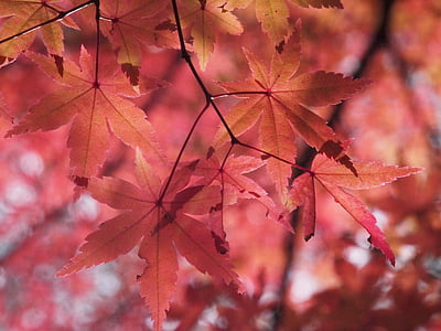 ใบไม้, ฤดูใบไม้ร่วง, aomoriya, สตาร์รีสอร์ท, เมเปิ้ล, อาโอโมริ, ญี่ปุ่น