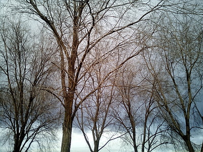 zimowe, zimno, drzewa, drzewo, pozostawia, niebo, oddziały