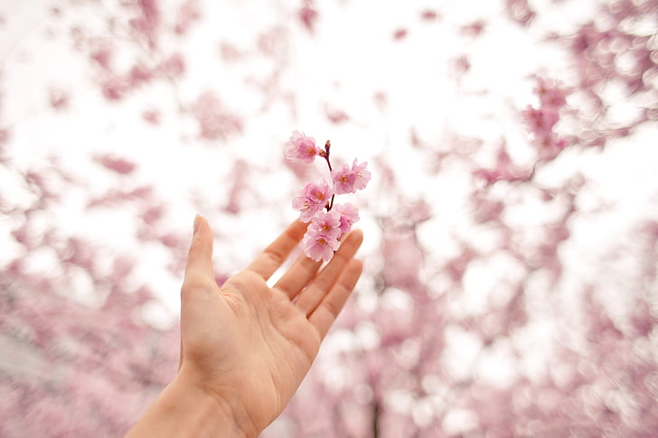 person, Holding, Rosa, blommor, hand, blomma, Blossoms