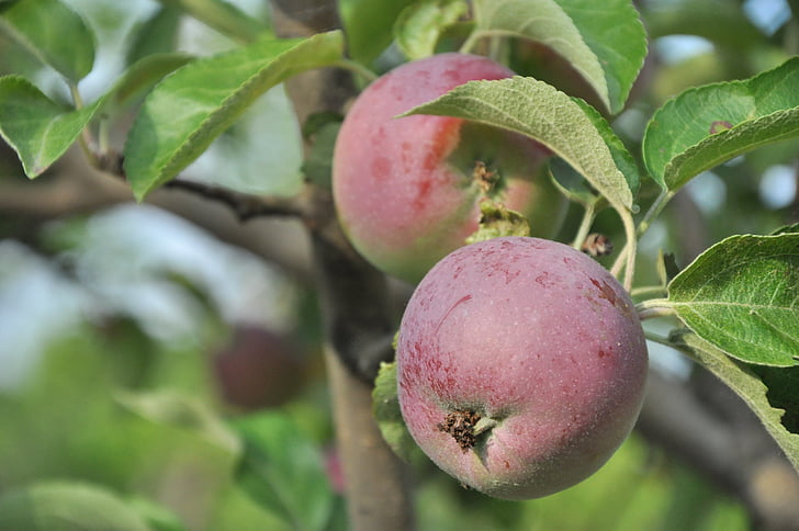 Apple, trädgård, träd, äppelträd, Mogna, frukt, äpplen på en gren