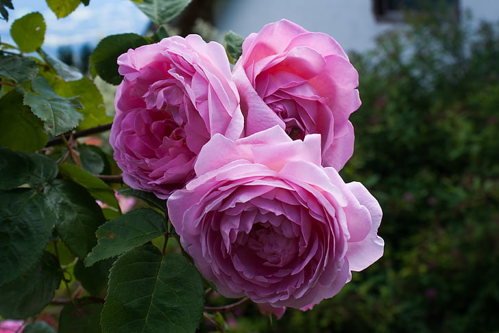 Rožė, Rose šeimai, rožinė rožė, rožinė, rožių sodas, Gamta, augalų