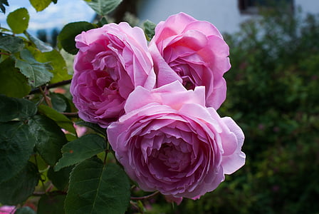 tõusis, Rose pere, roosa roos, roosa, roosi aed, loodus, taim