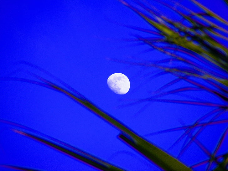 mėnulis, mėnulis spindi, medžiai, dangus, mėlyna, mistinis, šviesos