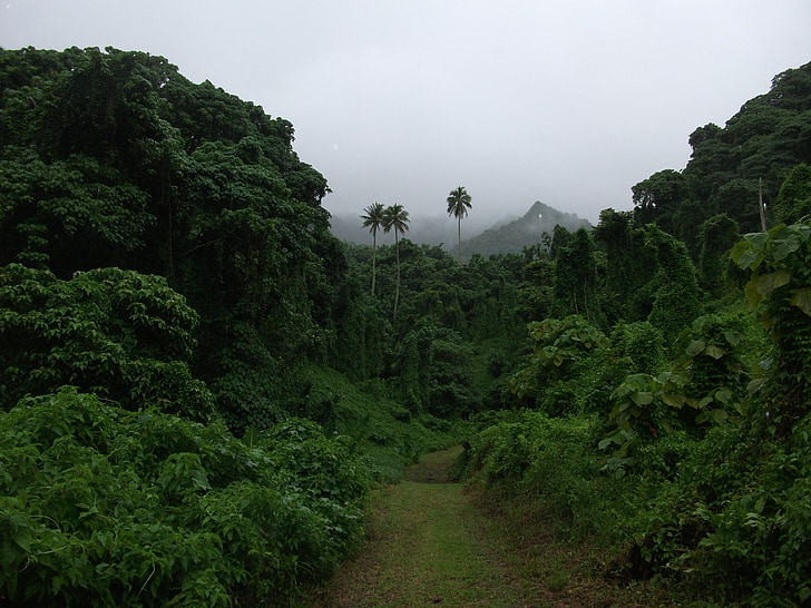 Острови Кук, остров, природата, гори, тропически, палмови дървета, джунгла