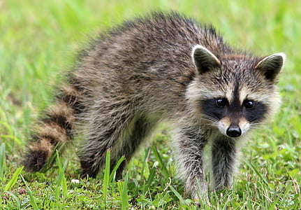 raccoon, animal, wildlife, forest, woods, nature, cute