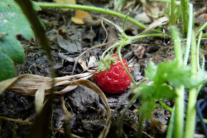 strawberry, garden, fruit, summer