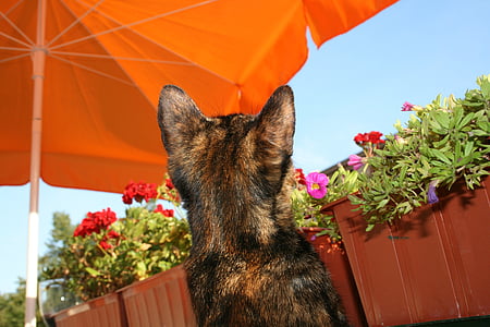 cat, sun, balcony, parasol, flowers, flower boxes, domestic cat
