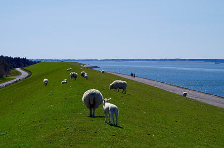 dike, north sea, sheep, deichschaf, dike road, sea