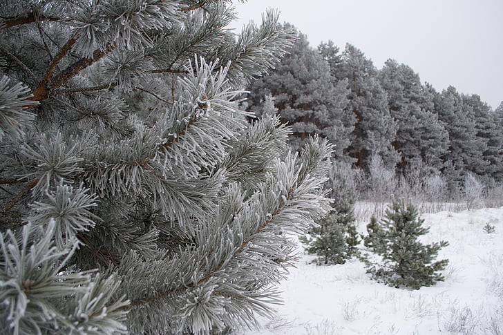 téli, természet, táj, hó, fák, hideg, hó a téli természet